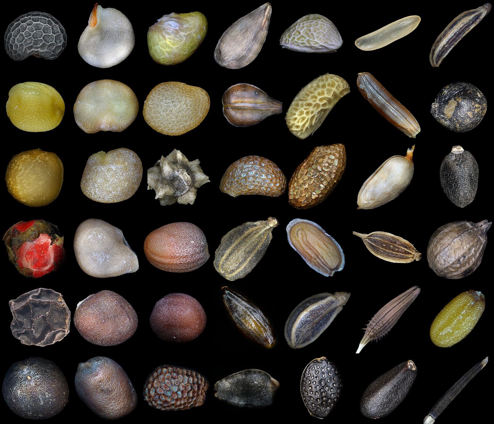 Forty different seeds under a microscope